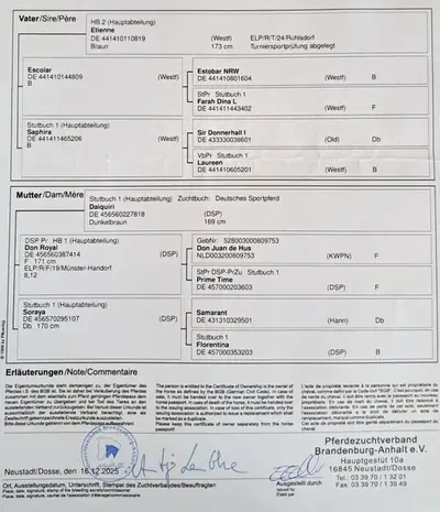 Dunkelbraune Jährlingsstute von Etienne