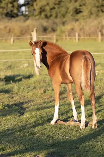Jument yearling de Fiance