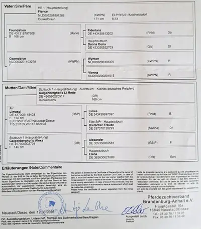 Jährlingsstute von Fiance