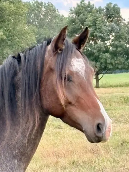Vielversprechender 3j. Reitponywallach – Top Springabstammung