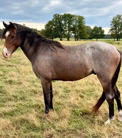 Vielversprechender 3j. Reitponywallach – Top Springabstammung