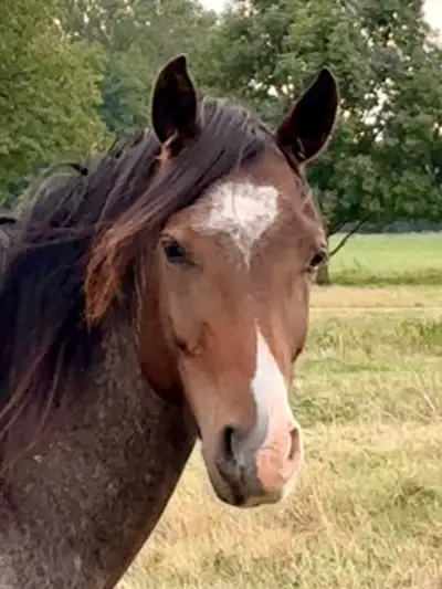Vielversprechender 3j. Reitponywallach – Top Springabstammung