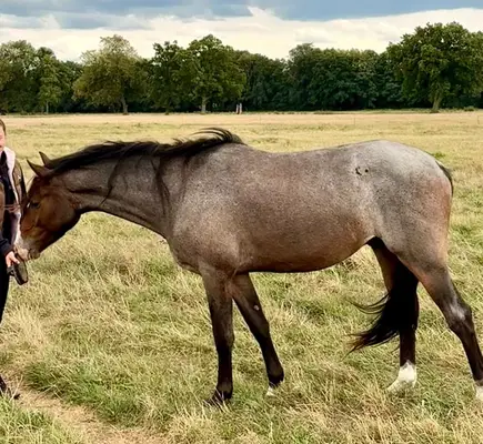 Vielversprechender 3j. Reitponywallach – Top Springabstammung