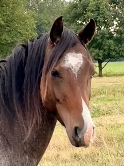 Vielversprechender 3j. Reitponywallach – Top Springabstammung