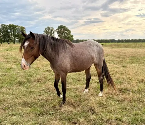Vielversprechender 3j. Reitponywallach – Top Springabstammung