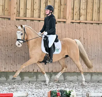 Zauberhafte Reitponystute sucht nach neuer Aufgabe