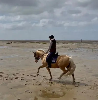 Zauberhafte Reitponystute sucht nach neuer Aufgabe