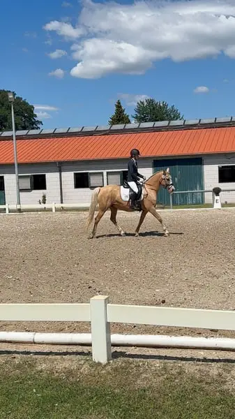 Zauberhafte Reitponystute sucht nach neuer Aufgabe