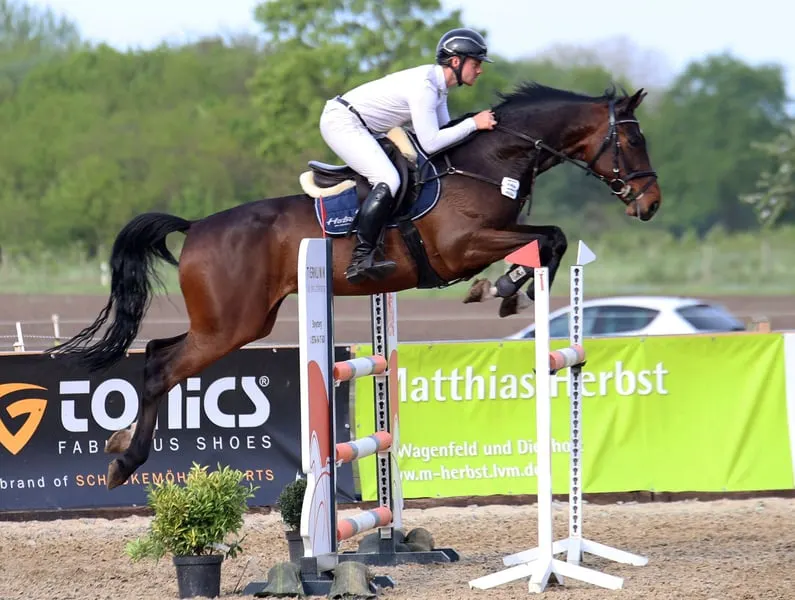 7.jähriger Wallach von Cornet‘s Boy x Quintender x Balou du Rouet