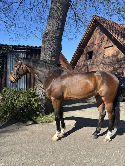 7.jähriger Wallach von Cornet‘s Boy x Quintender x Balou du Rouet