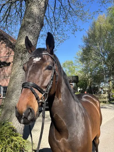 7.jähriger Wallach von Cornet‘s Boy x Quintender x Balou du Rouet