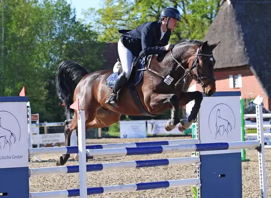 7.jähriger Wallach von Cornet‘s Boy x Quintender x Balou du Rouet