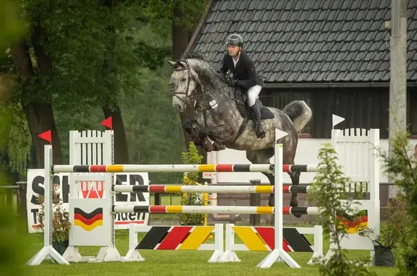 10.jähriger Chaman x Calido x Contender Wallach