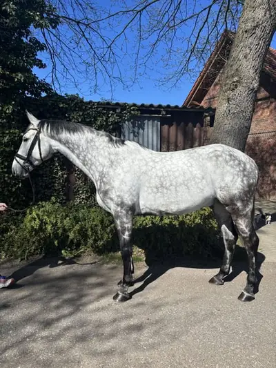 10.jähriger Chaman x Calido x Contender Wallach