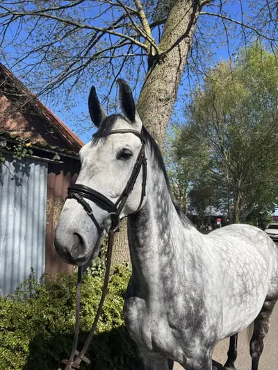 10.jähriger Chaman x Calido x Contender Wallach