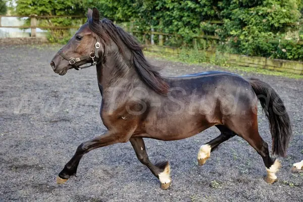 Yegua Welsh C