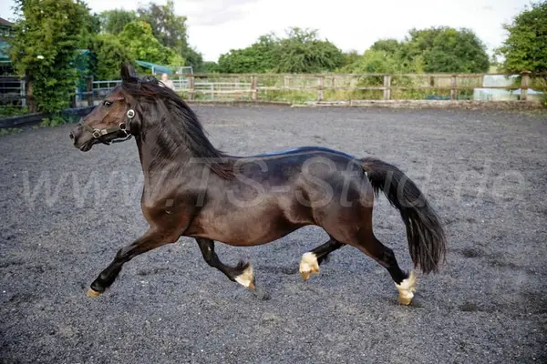 Welsh C Stute