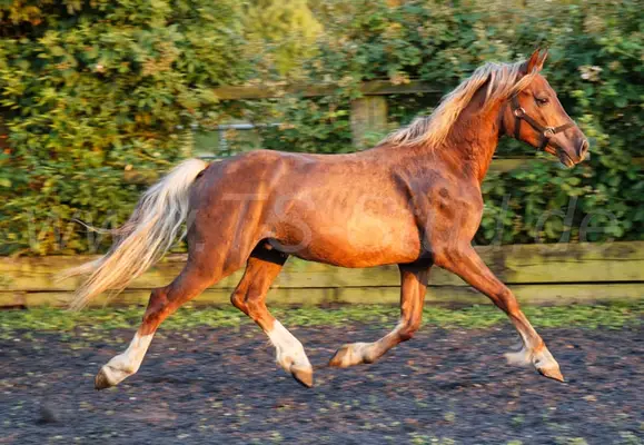 Welsh Cob muy típico