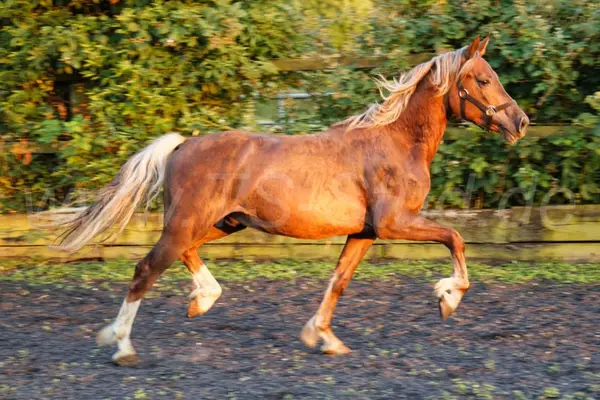 Typvoller Welsh Cob