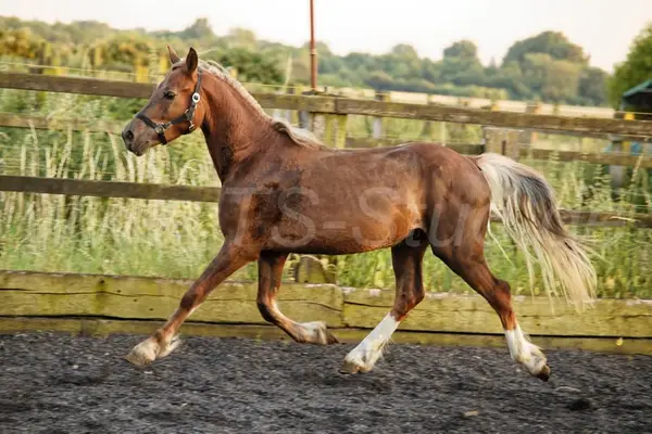 Typvoller Welsh Cob