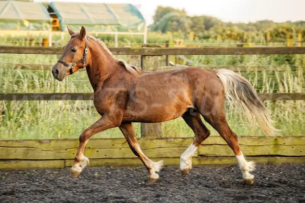 Typvoller Welsh Cob