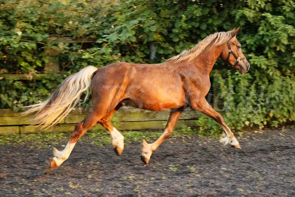 Typvoller Welsh Cob