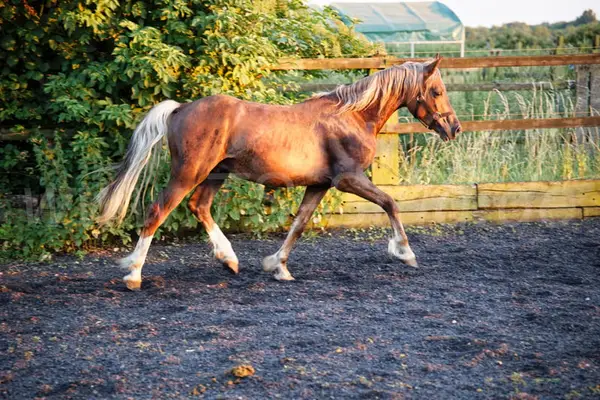 Typvoller Welsh Cob