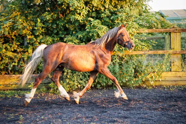 Typvoller Welsh Cob