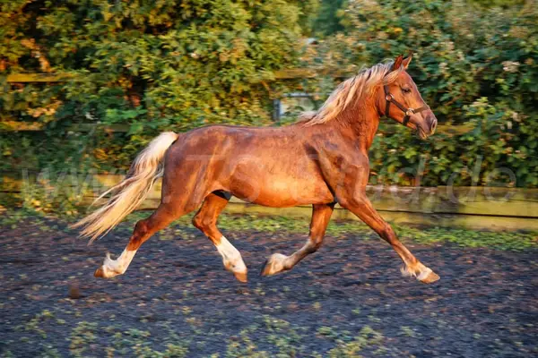 Typvoller Welsh Cob