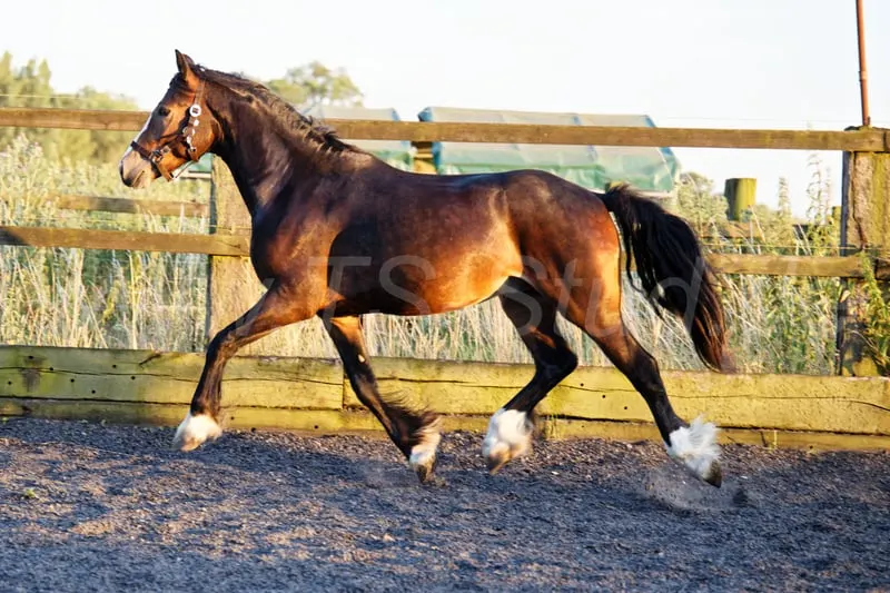 Welsh Partbred Wallach mit viel Fundament und Bewegungen.