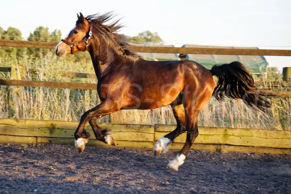 Welsh Partbred Wallach mit viel Fundament und Bewegungen.