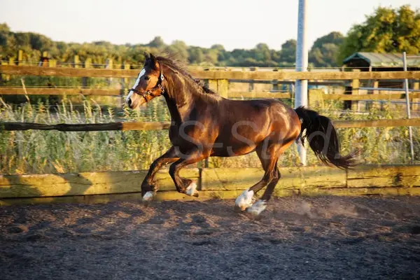 Welsh Partbred Wallach mit viel Fundament und Bewegungen.
