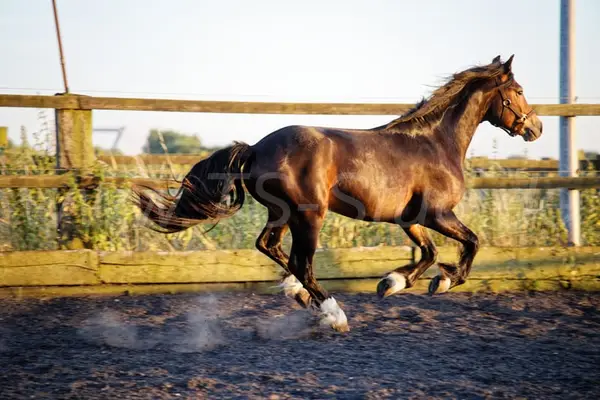 Welsh Partbred Wallach mit viel Fundament und Bewegungen.