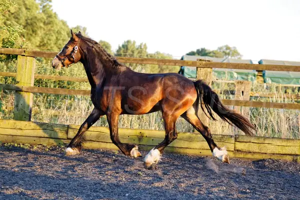Welsh Partbred Wallach mit viel Fundament und Bewegungen.