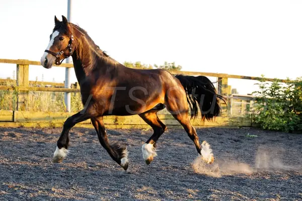 Welsh Partbred Wallach mit viel Fundament und Bewegungen.