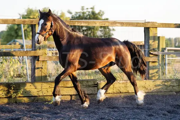 Welsh Partbred Wallach mit viel Fundament und Bewegungen.
