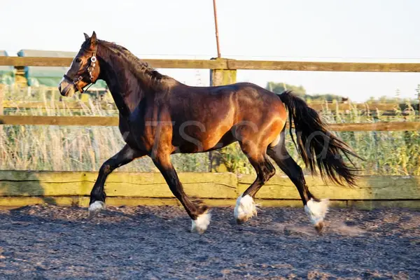 Welsh Partbred Wallach mit viel Fundament und Bewegungen.