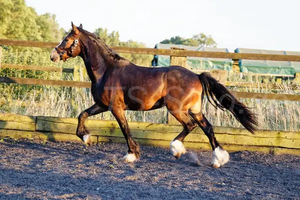 Welsh Partbred Wallach mit viel Fundament und Bewegungen.