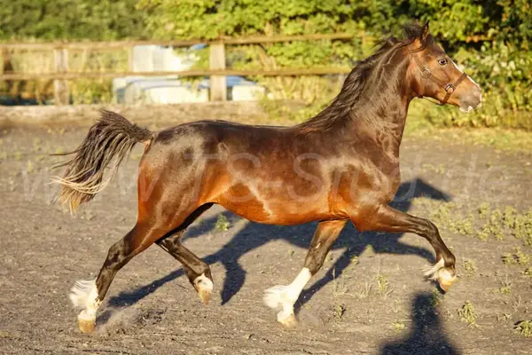 Muy prometedor castrado Welsh C