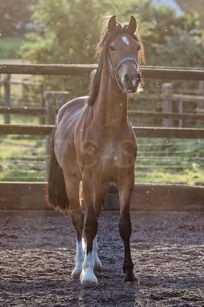 Schicker Welsh Cob Junghengst