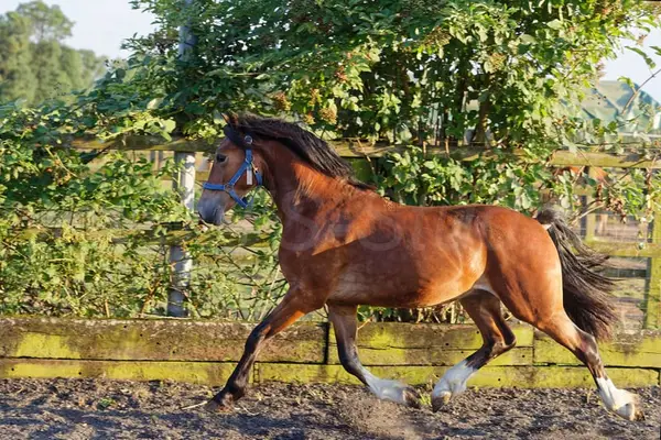 Schicker Welsh Cob Junghengst