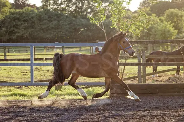 Schicker Welsh Cob Junghengst