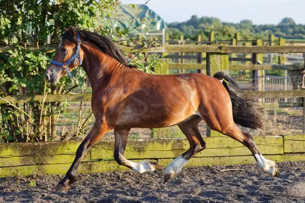 Schicker Welsh Cob Junghengst