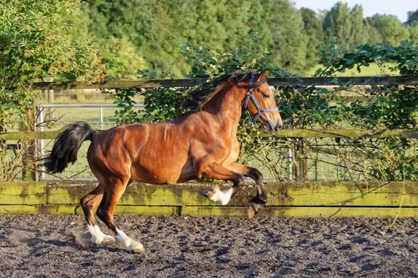 Schicker Welsh Cob Junghengst