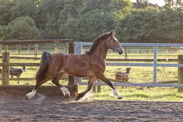 Schicker Welsh Cob Junghengst