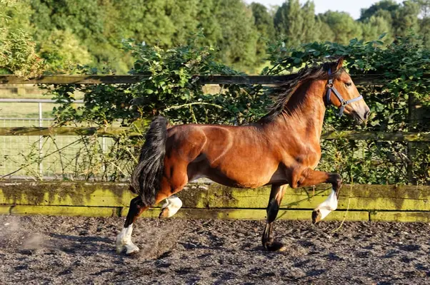 Schicker Welsh Cob Junghengst