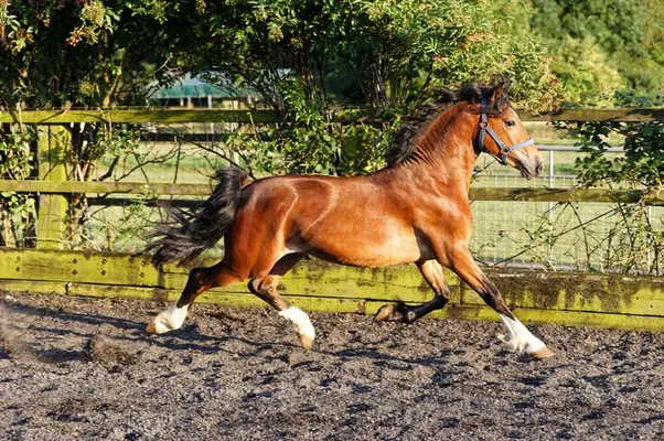 Schicker Welsh Cob Junghengst