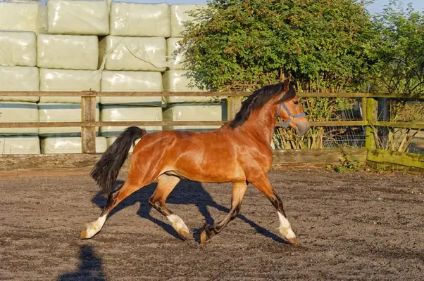 Schicker Welsh Cob Junghengst