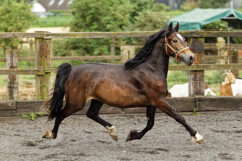 Brave, bewegungsstarke junge Welsh Cob Stute