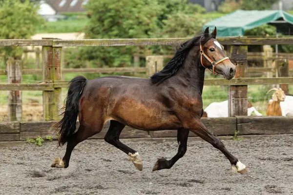 Yegua Welsh Cob joven, valiente y con buenos movimientos